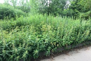 Необитаемый остров Дятлинка (ФОТО)