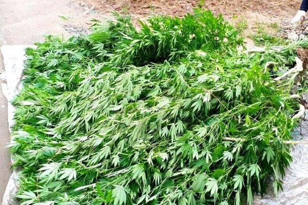 В Великих Луках полицией выявлена нарколаборатория (ФОТО)