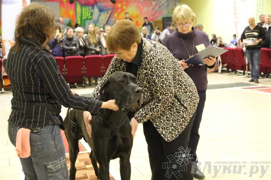 Всероссийская выставка собак «Великие Луки — 2014»