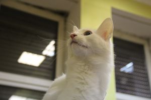 В Великих Луках прошла выставка кошек (фото)