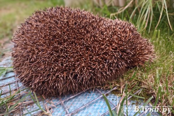 Сегодня в Великих Луках будет пасмурно