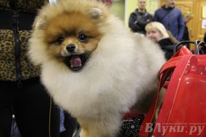 Всероссийская выставка собак «Великие Луки — 2014»