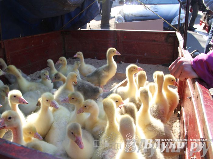 Традиционная весенняя ярмарка прошла в Великих Луках