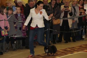 Всероссийская выставка собак в Великих Луках (фото)