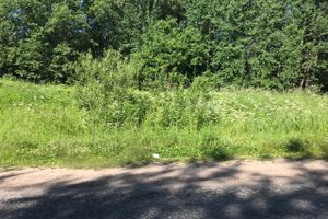 Трава у дома (ФОТО)