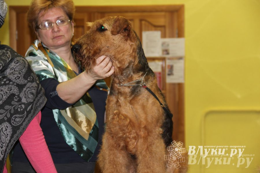 Всероссийская выставка собак в Великих Луках (фото)