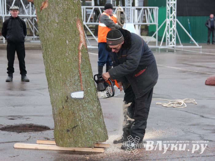 Сегодня в Великие Луки привезли главную новогоднюю ёлку (фото)