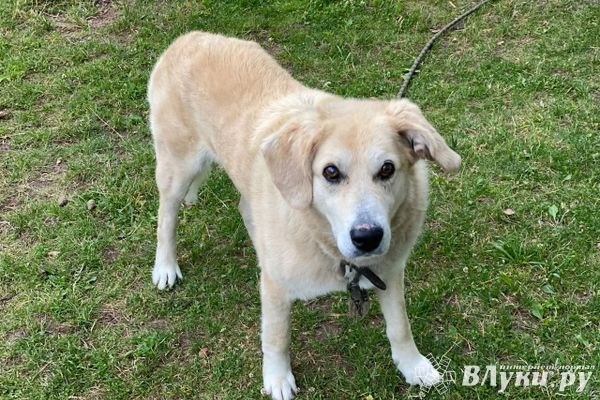 В Великих Луках введён карантин по бешенству