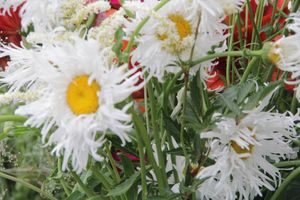 «Парад детских колясок» в День семьи, любви и верности (ФОТО)