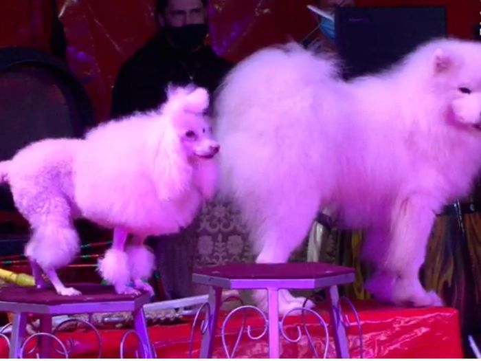 Выступающий в Великих Луках цирк назвал обвинения в свой адрес беспочвенными (ФОТО; ВИДЕО)