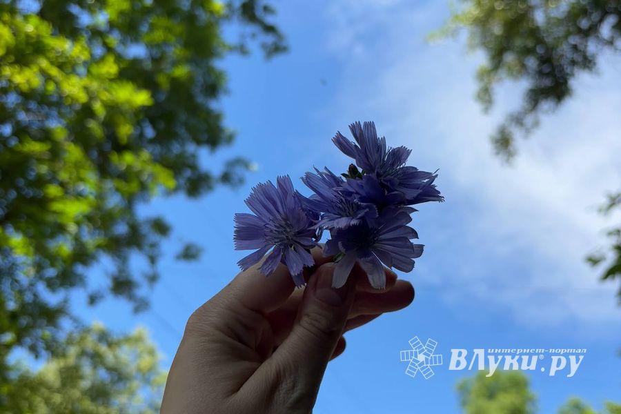 ВЛуки.ру