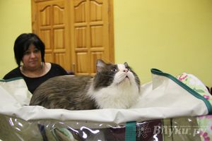 В Великих Луках прошла выставка кошек (фото)