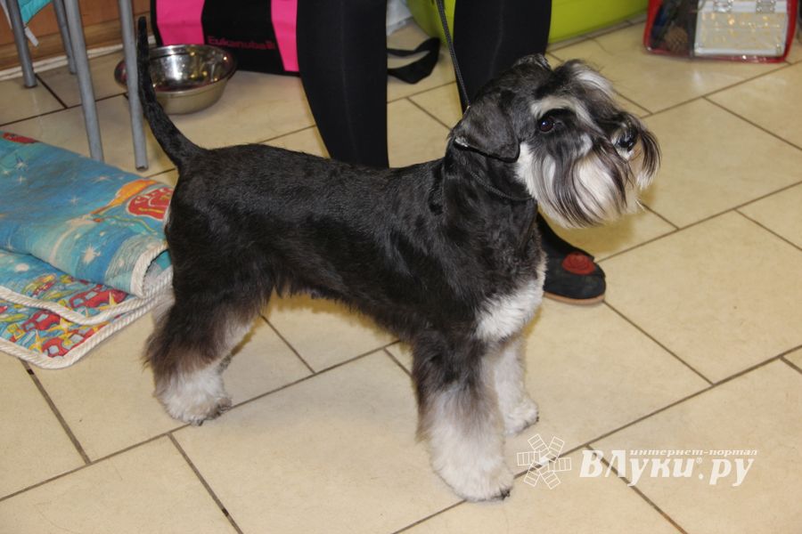 Всероссийская выставка собак в Великих Луках (фото)