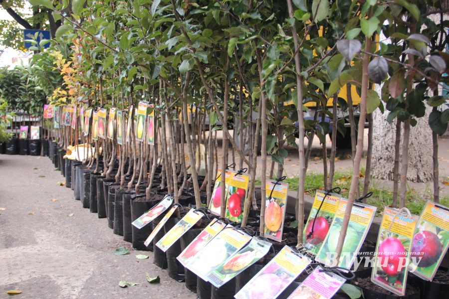 Ярмарка «Осень-2017» (ФОТО)