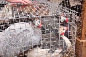 Ярмарка «Осень-2017» (ФОТО)