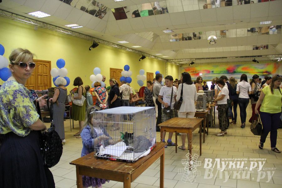 В Великих Луках прошла выставка кошек (фото)