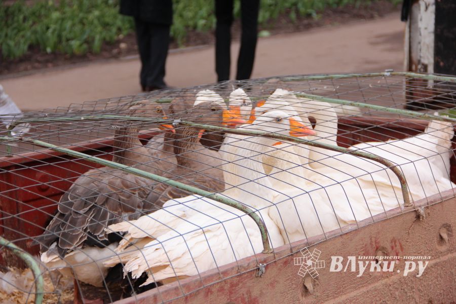 В Великих Луках проходит Весенняя ярмарка