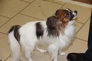 Всероссийская выставка собак в Великих Луках (фото)