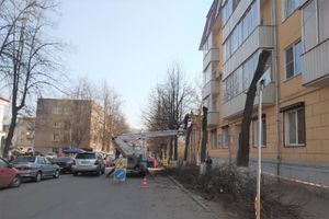 На Пионерской пилят деревья (ФОТО)