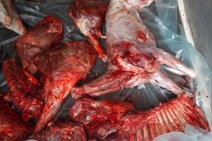 На границу Псковской области задержан белорус, перевозивщий туши диких животных (фото)