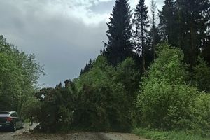 Дерово перекрыло проезд автомобилей в зелёной зоне (ФОТО)