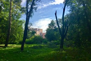 Ливень и гроза повалили деревья в Великих Луках (ФОТО)