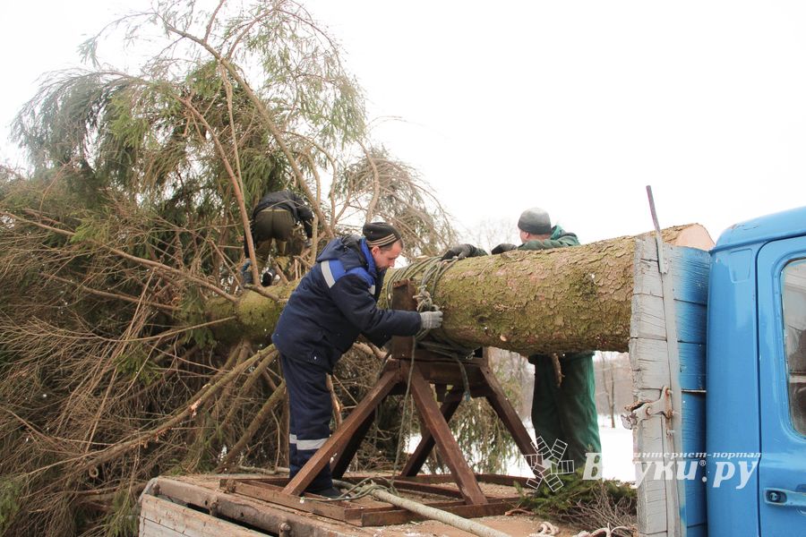 Ёлочка приехала! (ФОТО)