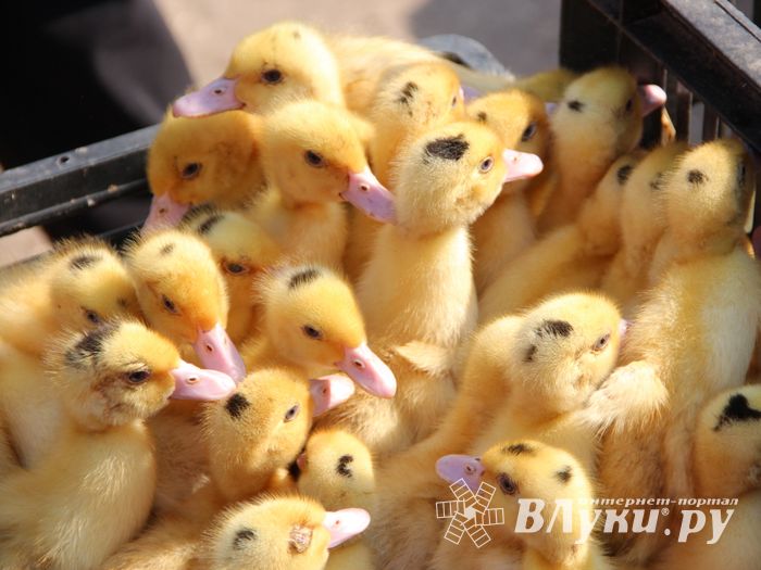 СТЦ «СтройСам» порадовал великолучан на универсальной ярмарке «Весна-2018» (ФОТО)