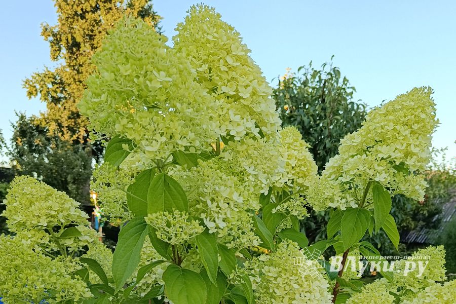 ВЛуки.ру