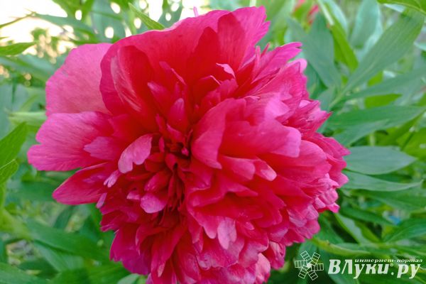 Сегодня великолучанам обещают переменную облачность