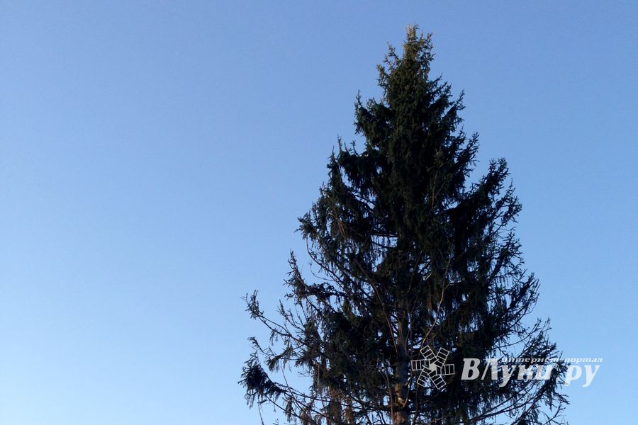 Новогодняя ель приехала в Великие Луки