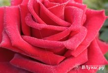 В Псковской области уничтожены кенийские розы с опасным карантинным объектом