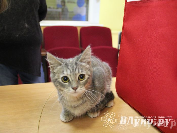 В Великих Луках прошла выставка кошек (фото)