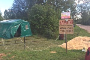 В зоне вспышки АЧС проводятся карантинные мероприятия (ФОТО)