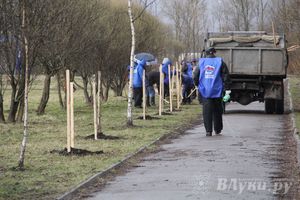 У Братского кладбища высадили новую аллею (фото)