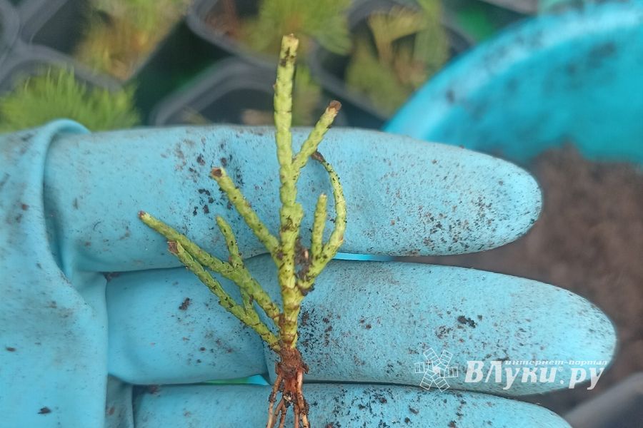 © ВЛуки.ру/ Ирина Ловчая