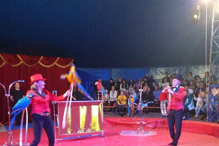 Великолучанка пожаловалась на цирк (ФОТО)