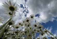 Прогноз погоды на 9 июля в Великих Луках