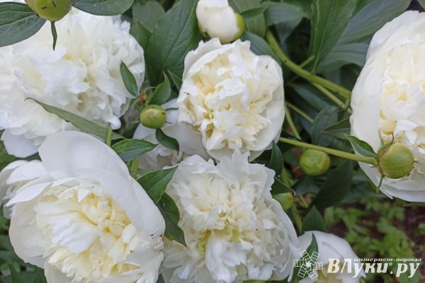 Сегодня великолучанам обещают переменную облачность