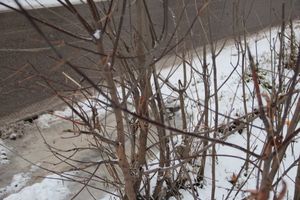 Губернатору Псковской области предлагают вырубить деревья у дорог и отдать их людям (ФОТО)