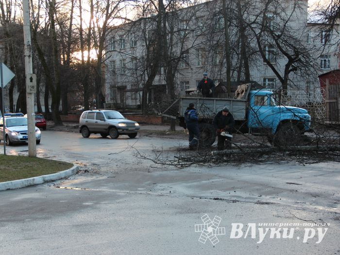 В Великих Луках дерево упало на проезжую часть
