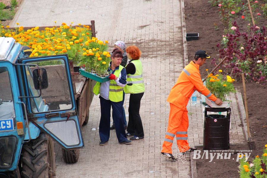 В Великих Луках сажают, стригут и красят (ФОТО)