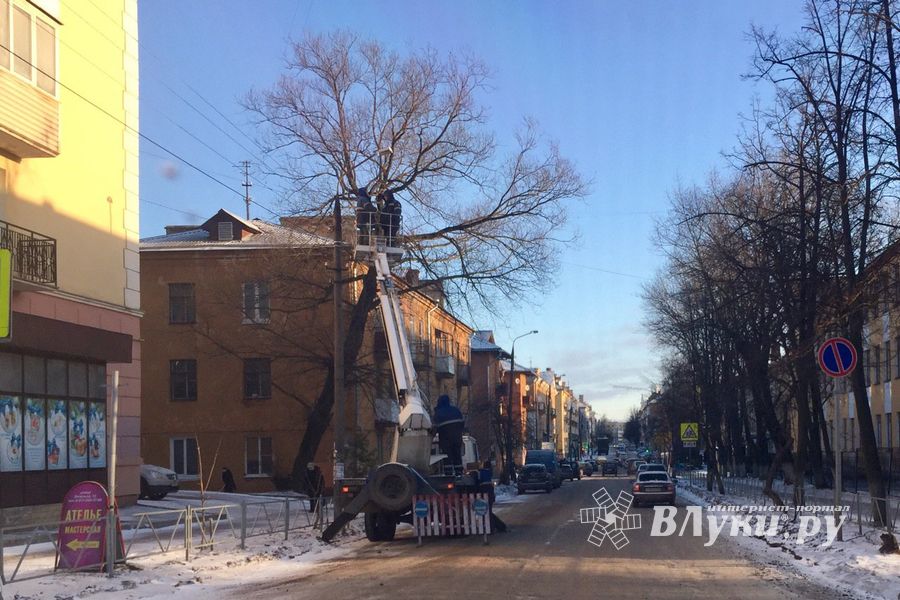 ФОТОФАКТ: В Великих Луках подстригают деревья