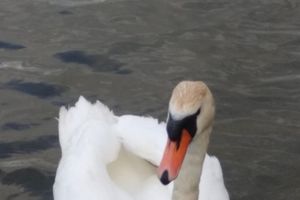 Часовню-купель в память о погибших великолукских паломниках освятили в Изборске