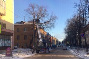 ФОТОФАКТ: В Великих Луках подстригают деревья