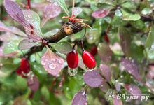 Прогноз погоды на 28 мая в Великих Луках