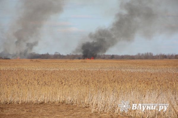 Более 20 палов травы зафиксировали в Псковской области за двое суток
