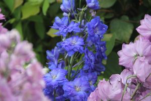 «Парад детских колясок» в День семьи, любви и верности (ФОТО)