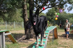 День открытых дверей на спортивно-дрессировочной площадке