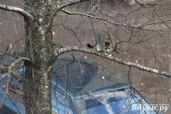 Синоптики сообщили о погоде в марте в Псковской области